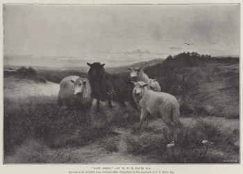 Mouton perdu